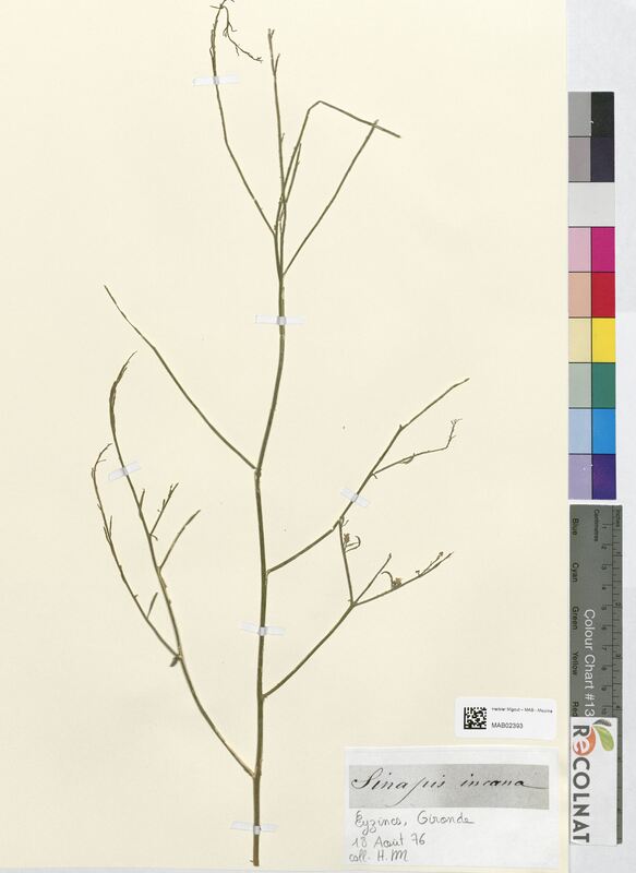 Sinapis incana (Brassicaceae)