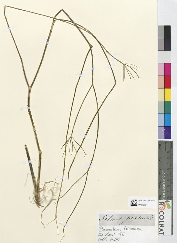 Silaus pratensis (Apiaceae)