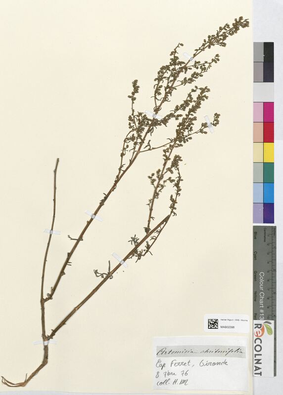 Artemisia chritmifolia (Asteraceae)