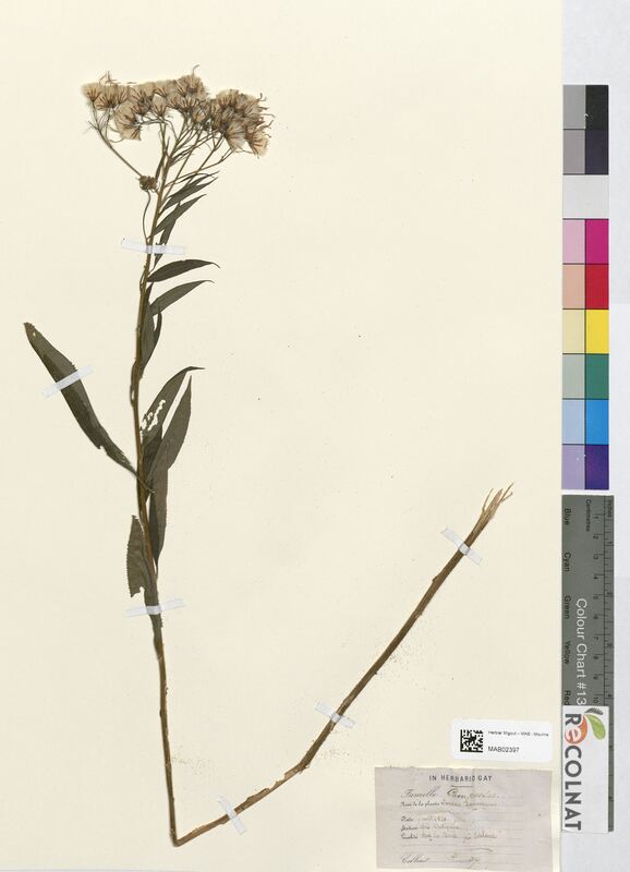 Senecio frichsu (Asteraceae)