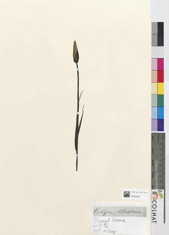 Tulipa clusiana (Liliaceae)