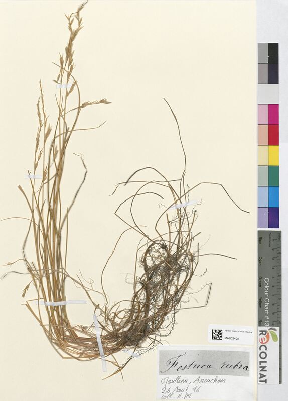 Festuca rubra (Poaceae)