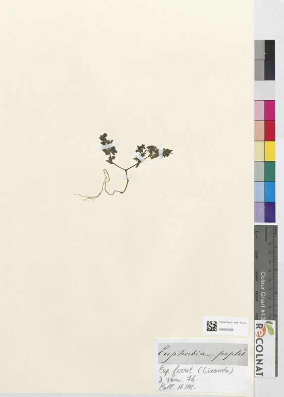 Euphorbia peplis (Euphorbiaceae)