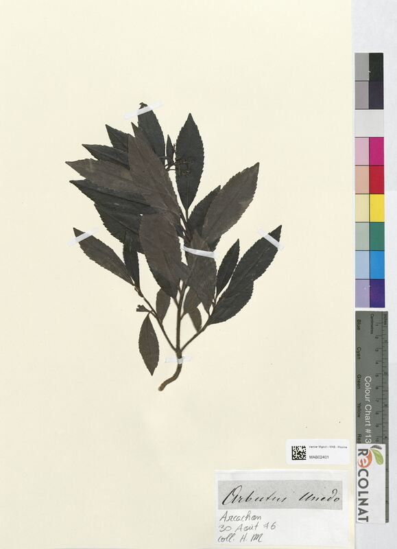 Arbatus unedo (Ericaceae)