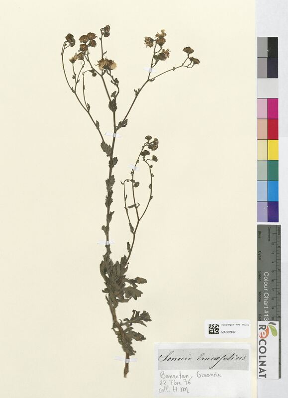 Senecio erucifolius (Asteraceae)