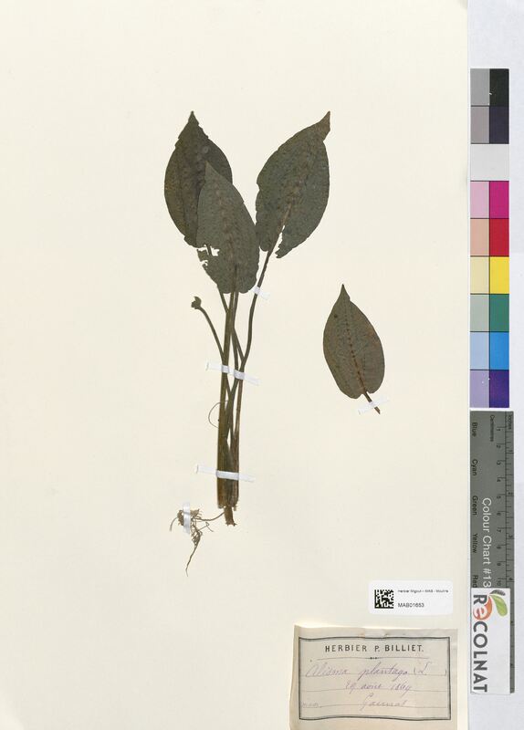 Alisma plantago (Alsimataceae)