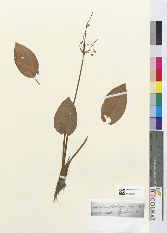 Alisma plantago (Alsimataceae)