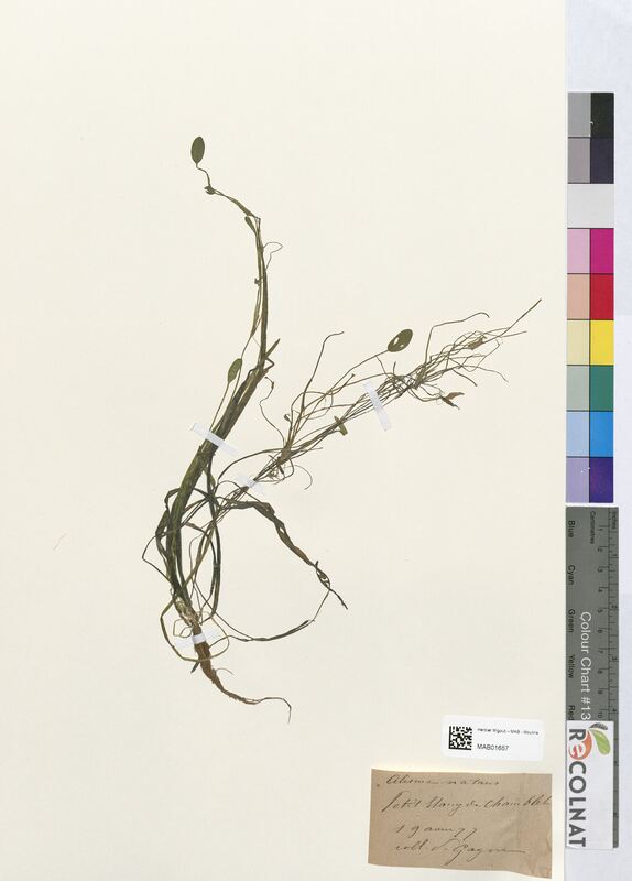 Alisma natans (Alsimataceae)