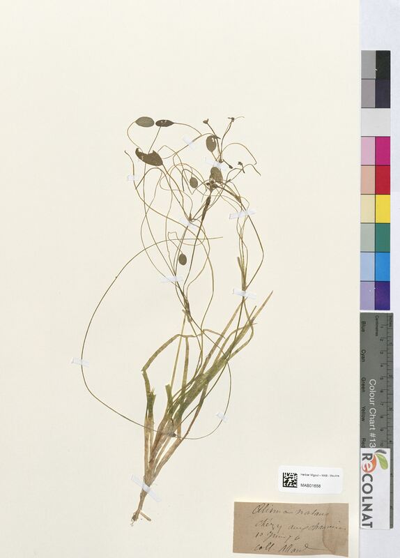 Alisma natans (Alsimataceae)