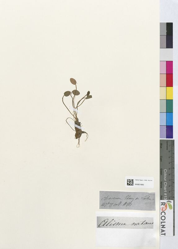 Alisma natans (Alsimataceae)