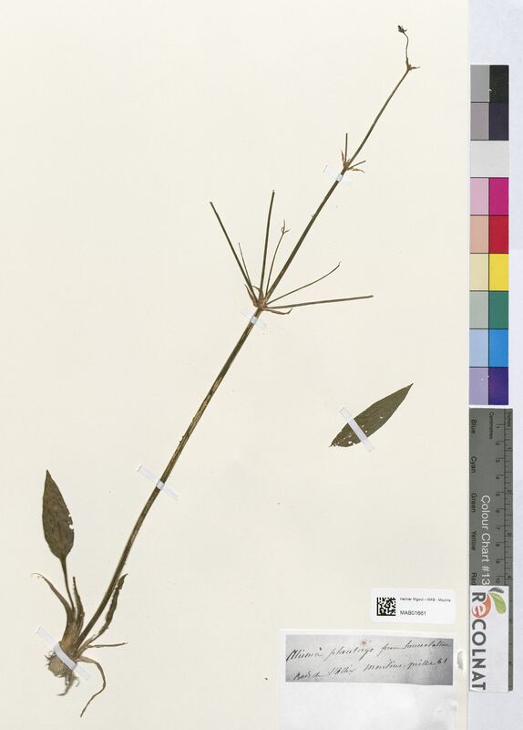 Alisma plantago (Alsimataceae)