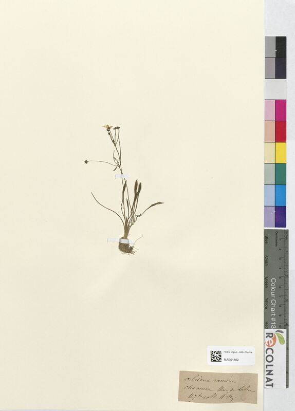 Alisma ranunculoides (Alsimataceae)