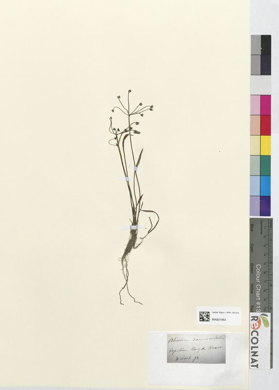 Alisma ranunculoides (Alsimataceae)