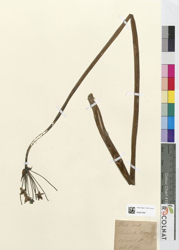 Butomus umbellatus (Butomaceae)