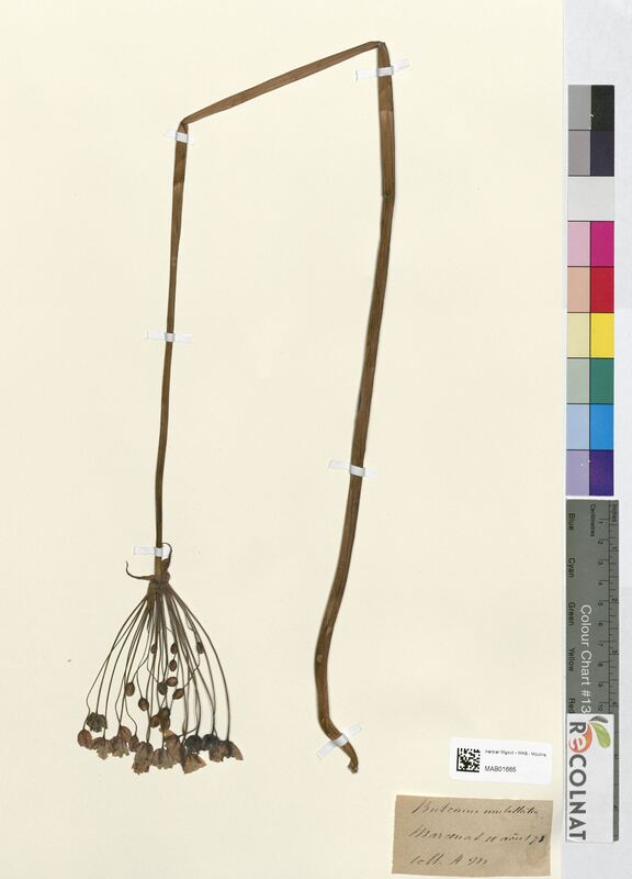 Butomus umbellatus (Butomaceae)