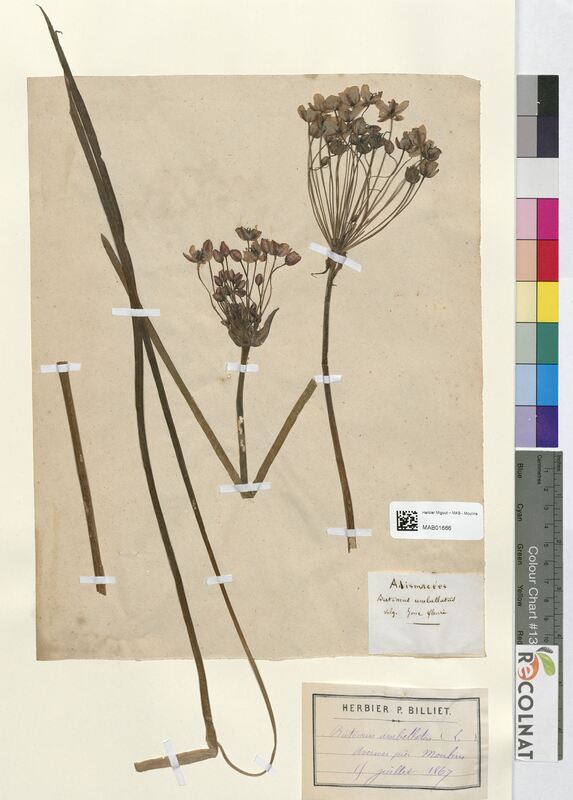 Butomus umbellatus (Butomaceae)