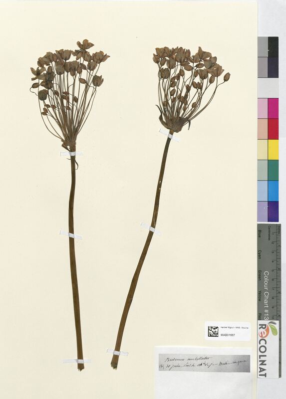 Butomus umbellatus (Butomaceae)