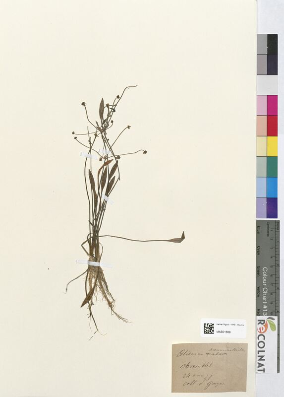 Alisma ranunculoides (Alismataceae)