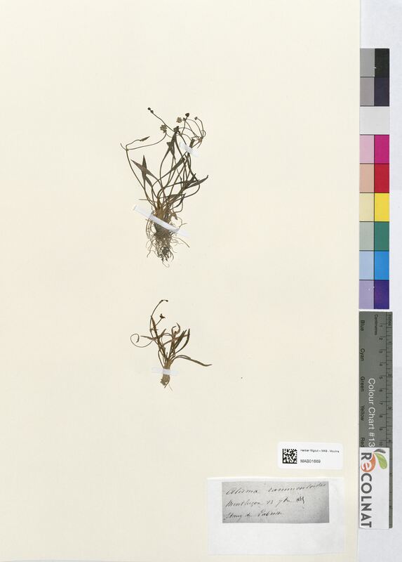 Alisma ranunculoides (Alismataceae)