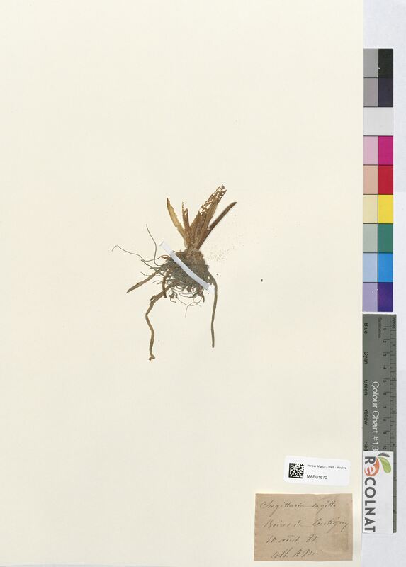 Sagittaria sagittifolia (Alismataceae)