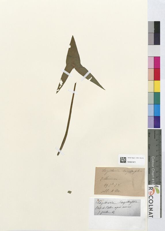 Sagittaria sagittifolia (Alismataceae)