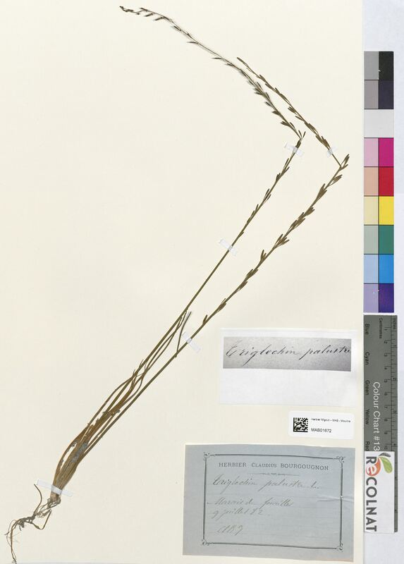 Triglochin palustris (Juncaginaceae)
