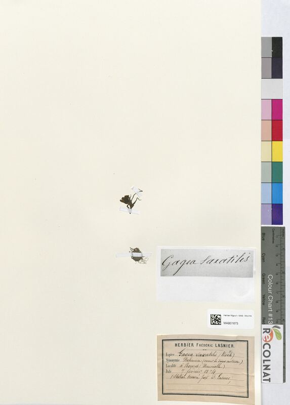 Gagea saxatilis (Liliaceae)