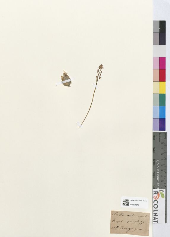 Scilla autumnalis (Asparagaceae)