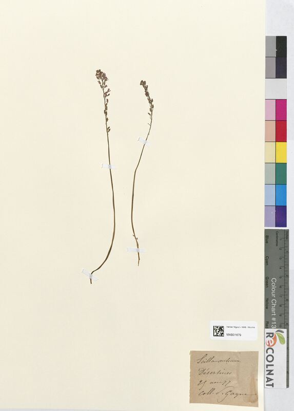 Scilla autumnalis (Asparagaceae)