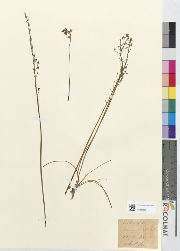 Scilla autumnalis (Asparagaceae)