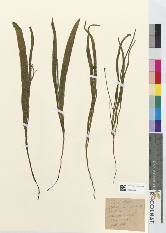 Scilla bifolia (Asparagaceae)