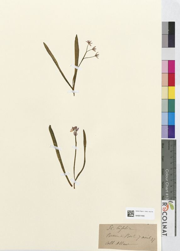 Scilla bifolia (Asparagaceae)