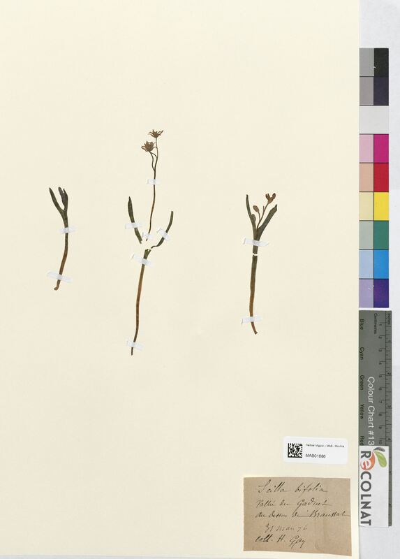 Scilla bifolia (Asparagaceae)