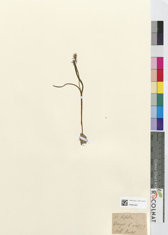 Scilla bifolia (Asparagaceae)