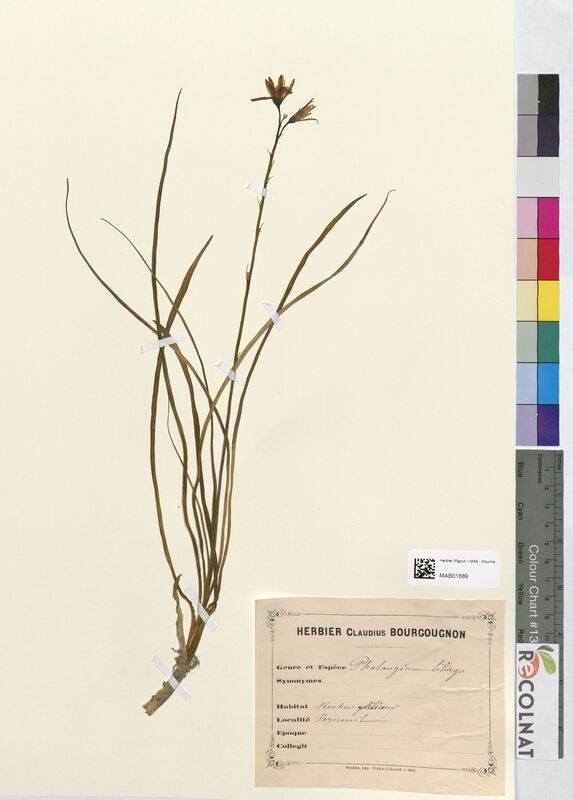 Phalangium liliago (Asparagaceae)