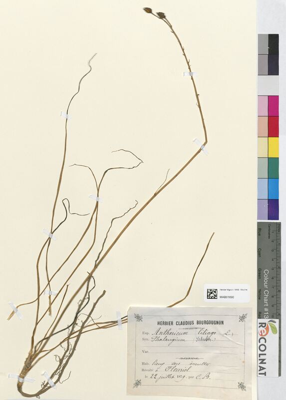 Phalangium liliago (Asparagaceae)