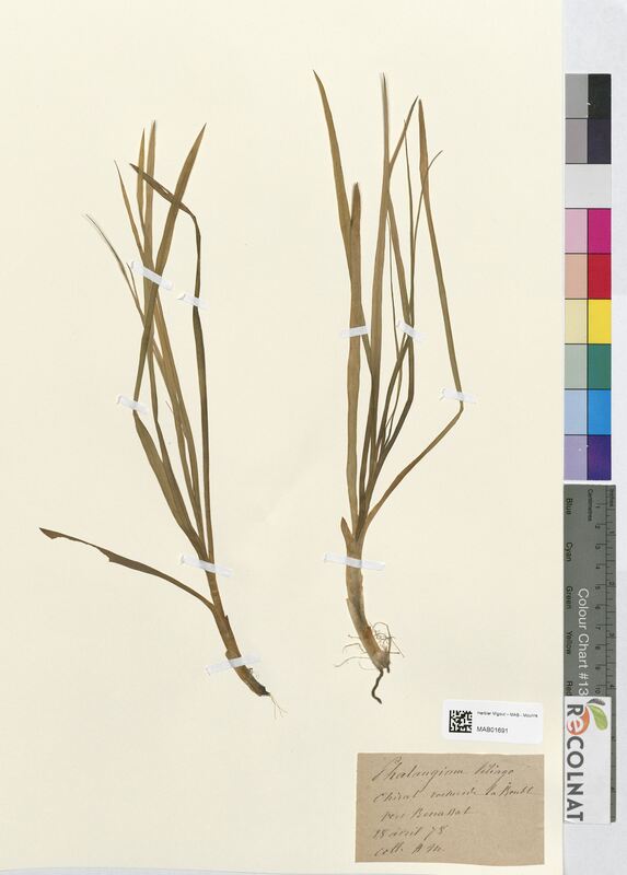 Phalangium liliago (Asparagaceae)