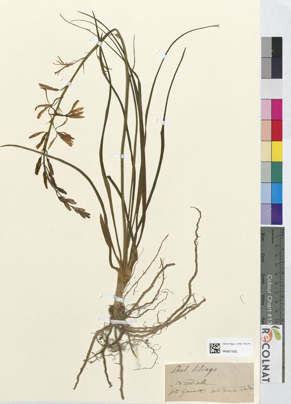 Phalangium liliago (Asparagaceae)