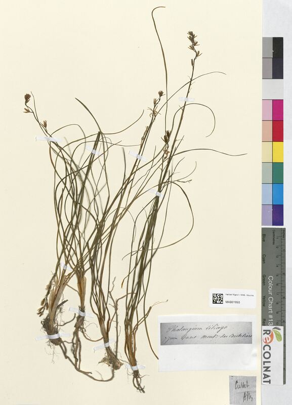 Phalangium liliago (Asparagaceae)