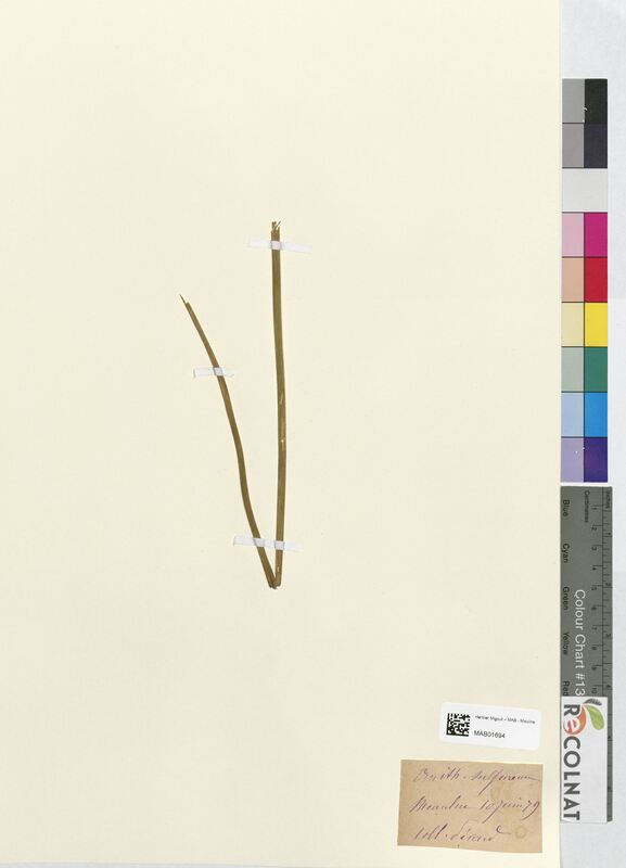 Ornithogalum sulphureum (Asparagaceae)