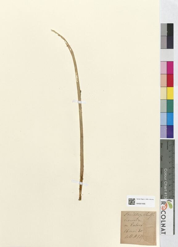 Ornithogalum sulphureum (Asparagaceae)