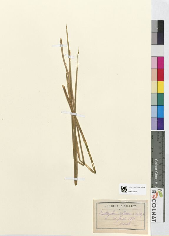 Ornithogalum sulphureum (Asparagaceae)