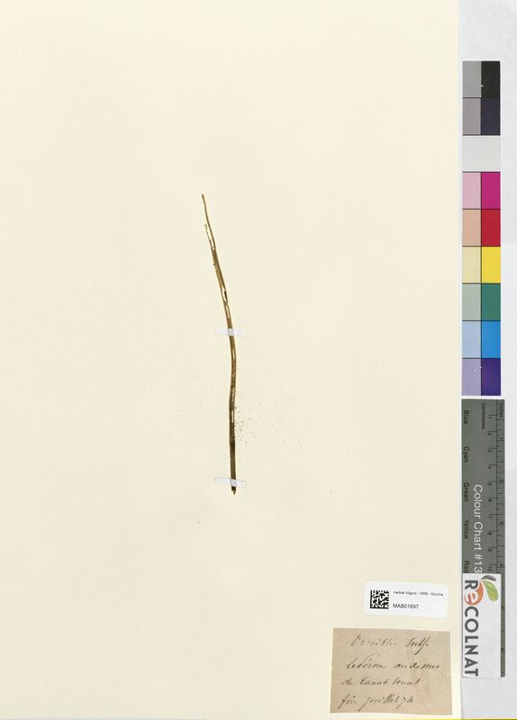 Ornithogalum sulphureum (Asparagaceae)