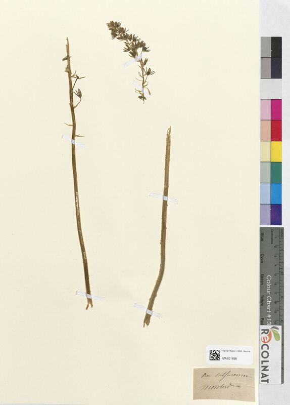 Ornithogalum sulphureum (Asparagaceae)