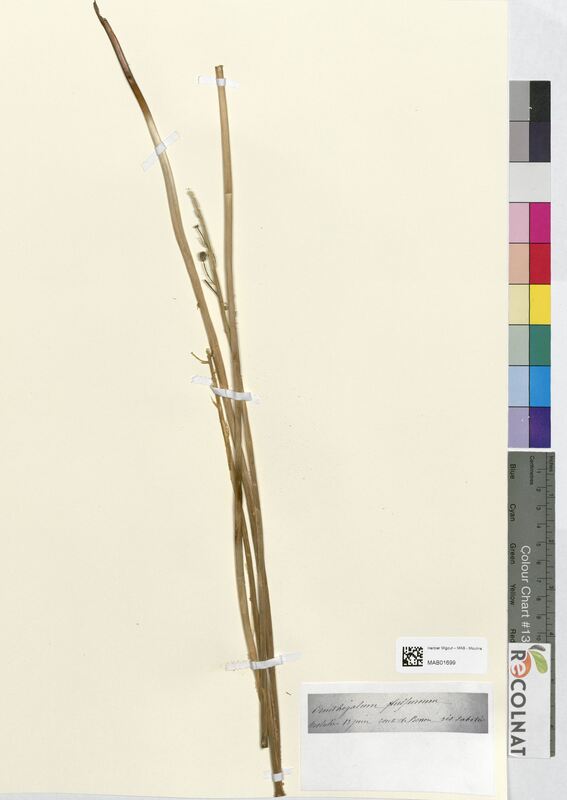 Ornithogalum sulphureum (Asparagaceae)