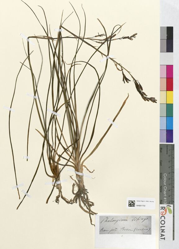 Phalangium liliago (Asparagaceae)