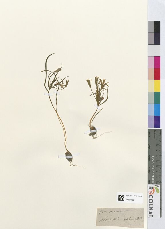 Ornithogalum arvense (Asparagaceae)