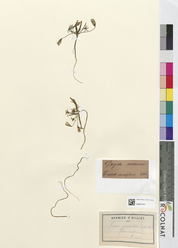 Gagea arvensis (Liliaceae)