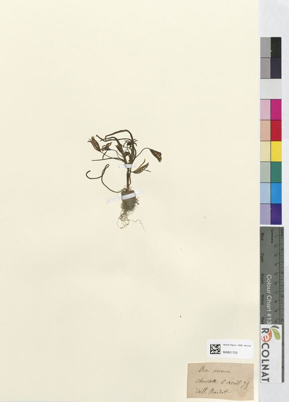 Ornithogalum arvense (Asparagaceae)