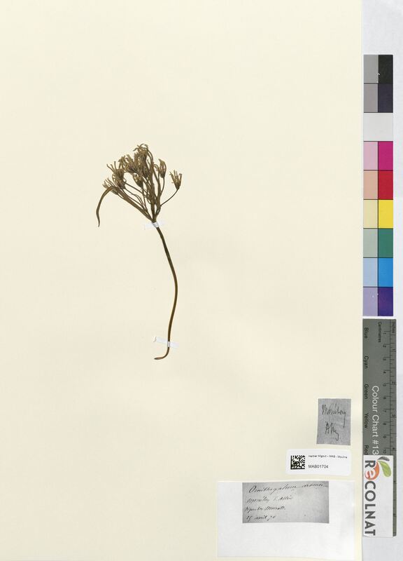 Ornithogalum arvense (Asparagaceae)